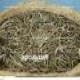 Venta de hojas de olivo y cardo mariano 100% natural