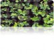 Plantas Nativas Ornamentales