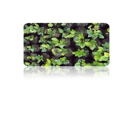 Plantas Nativas Ornamentales