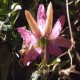 Plantas Nativas Ornamentales