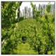 Turbina vertical para proteccion de heladas SHUR FARMS