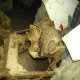 Vendo Tractor Ford 5000 con huinche