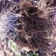 PLANTAS FRANCAS DE VID