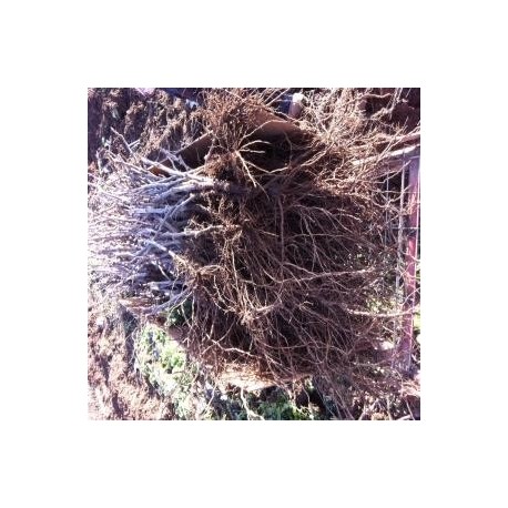 PLANTAS FRANCAS DE VID
