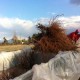 PLANTAS FRANCAS DE VID