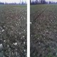 Cultivador de suelos STANDEN-MEGASTAR
