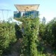 Cosechadora de arandanos, frambuesas y moras  para Exportadoras LITTAU OR-XL
