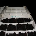 Bins, Cajas y Envases