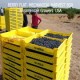 Cajas cosecheras para arándanos, frambuesas y moras THUNDERBIRD-BERRY FLAT