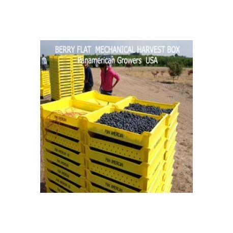Cajas cosecheras para arándanos, frambuesas y moras THUNDERBIRD-BERRY FLAT