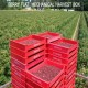 Cajas cosecheras para arándanos, frambuesas y moras THUNDERBIRD-BERRY FLAT