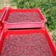 Cajas cosecheras para arándanos, frambuesas y moras THUNDERBIRD-BERRY FLAT