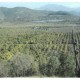 VENTA DE PARCELA DE 20,75 HECTAREAS CON PRODUCCIÓN DE PALTAS