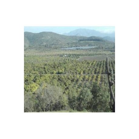 VENTA DE PARCELA DE 20,75 HECTAREAS CON PRODUCCIÓN DE PALTAS