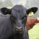 Texas Longhorn