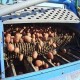 Cosechadora Compacta de papas de 2 hileras