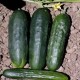SEMILLAS DE PEPINO