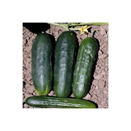 SEMILLAS DE PEPINO