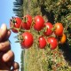 SEMILLA TOMATE VARIEDAD