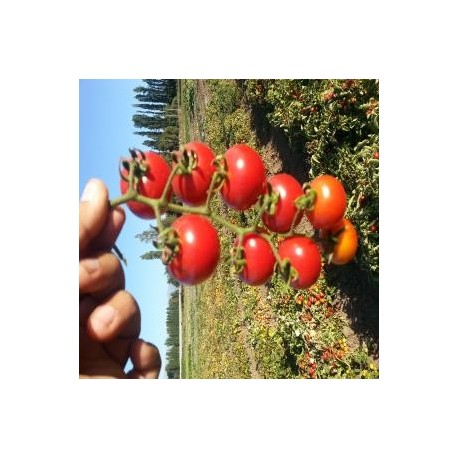 SEMILLA TOMATE VARIEDAD