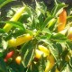 SEMILLAS AJI VARIEDADES