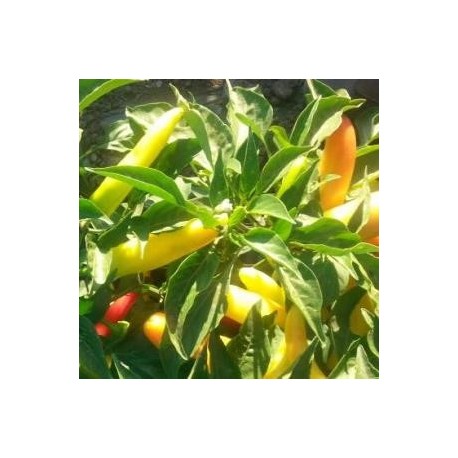 SEMILLAS AJI VARIEDADES