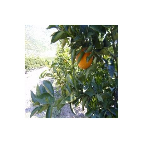 NARANJAS NAVEL LATE DE EXPORTACIÓN