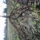 Vendo Plantas de Vid