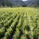 Vendo Plantas de Vid