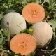 SEMILLAS MELON VARIEDADES
