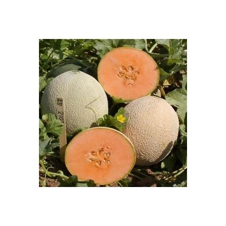 SEMILLAS MELON VARIEDADES