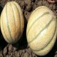SEMILLAS MELON VARIEDADES