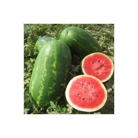 SEMILLAS DE SANDIAS VARIEDADES