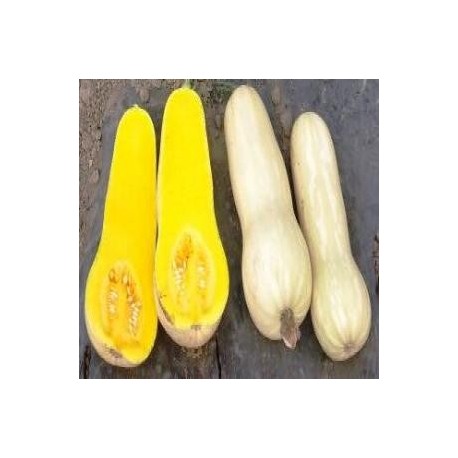 SEMILLAS ZAPALLO BUTTERNUT