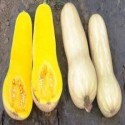 Zapallo