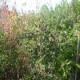 SE VENDEN PLANTAS NATIVAS Y ORNAMENTALES