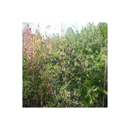 SE VENDEN PLANTAS NATIVAS Y ORNAMENTALES