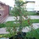 SE VENDEN PLANTAS NATIVAS Y ORNAMENTALES