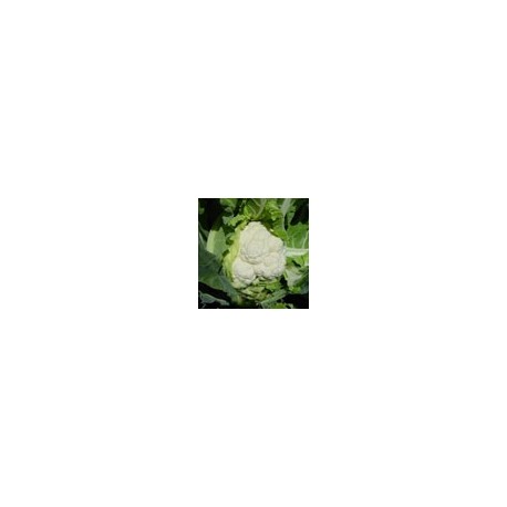 Semillas de Coliflor Twingo