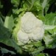 Semillas de Coliflor Twingo