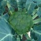 Semillas de Brocoli Tentación