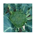 Brocoli