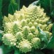 Semilla Romanesco