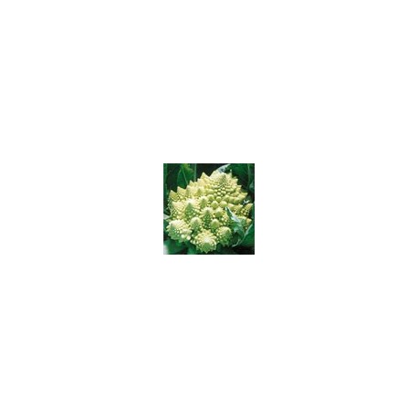 Semilla Romanesco