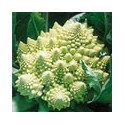 Romanesco