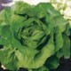 Lechuga Escarola