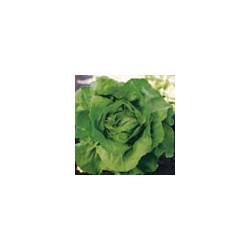 Lechuga escarola...