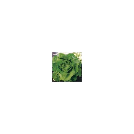 Lechuga Escarola