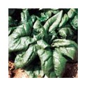 Espinaca
