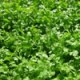 Semillas de Cilantro Moggiano